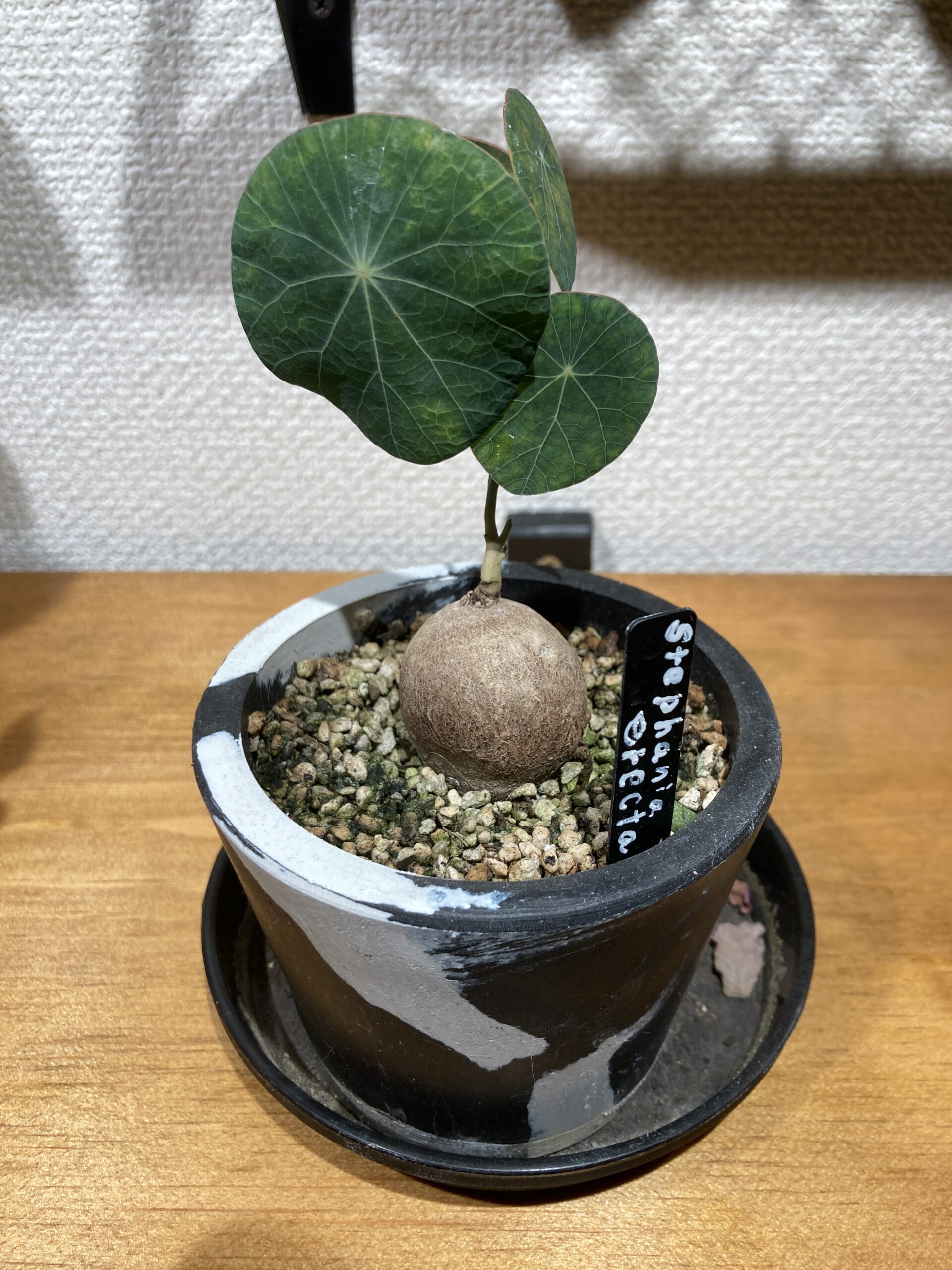 ステファニア ピエレイ エレクタ 育成中 22 観葉植物